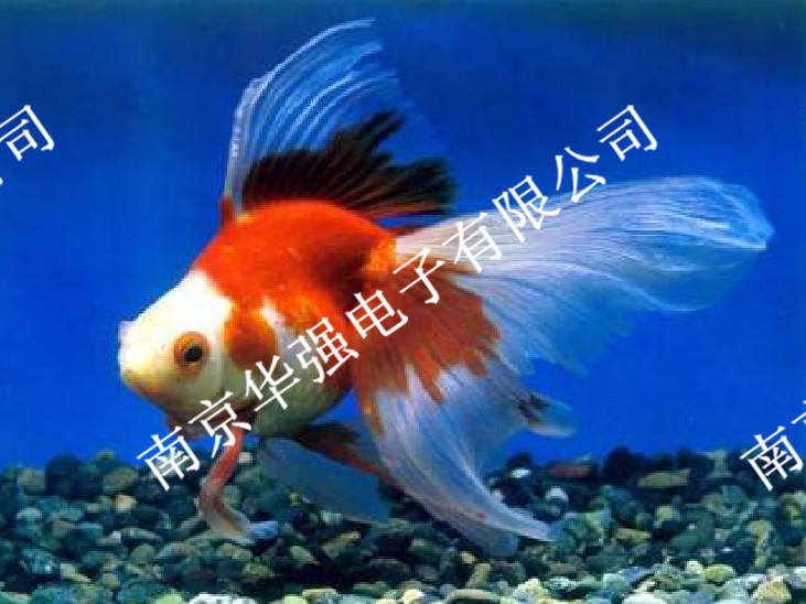 水族蓝灯管