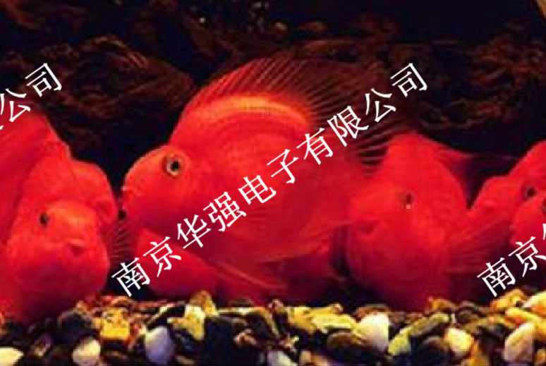 水族红灯管